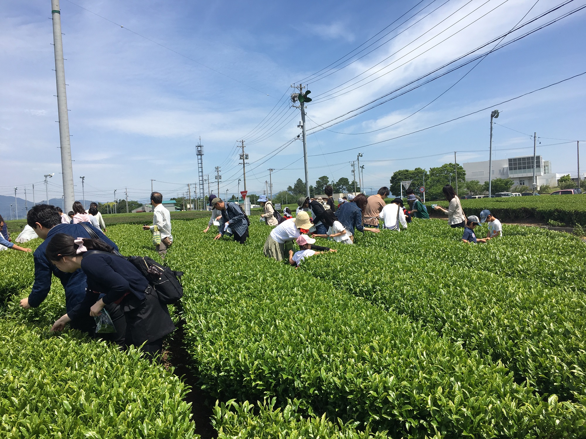 一般団体向け 茶摘み体験 の予約受付を開始します ふじのくに茶の都ミュージアム 静岡県にあるお茶のミュージアム 茶 の体験 展示 日本庭園 イベント情報をお届け